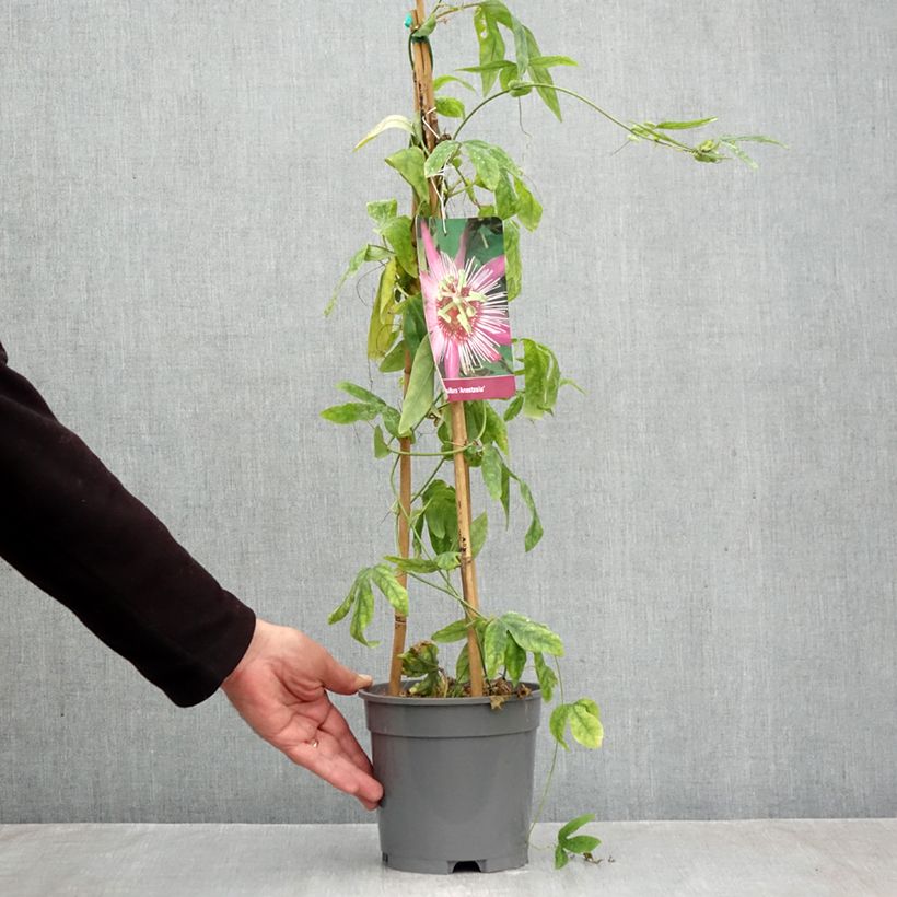 Amostra de Passiflora Anastasia Vaso de 2 L/3 L tal como entregue no outono
