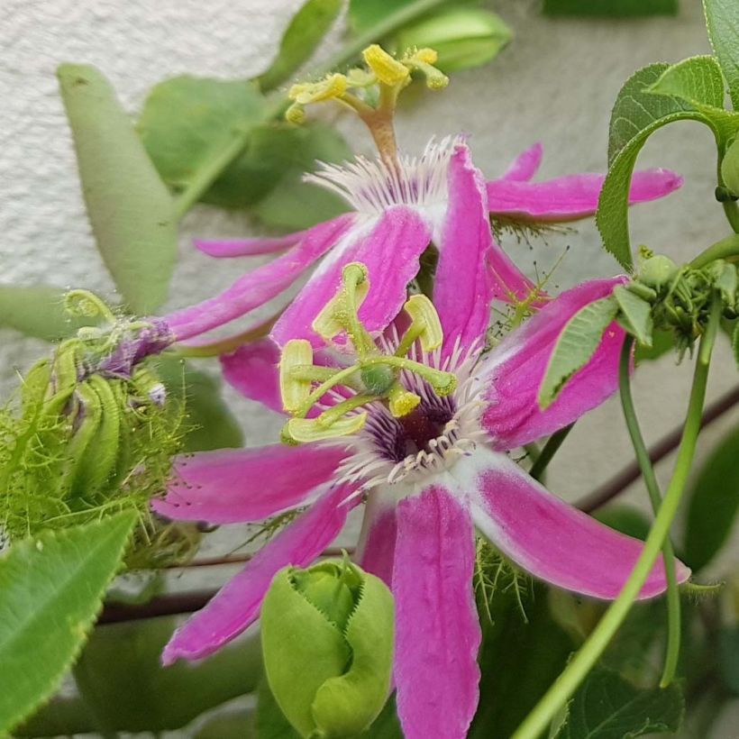 Passiflora Aurora (Floração)