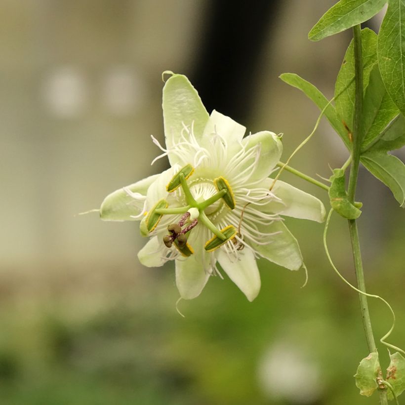 Maracujá-azul  - Passiflora caerulea (Floração)