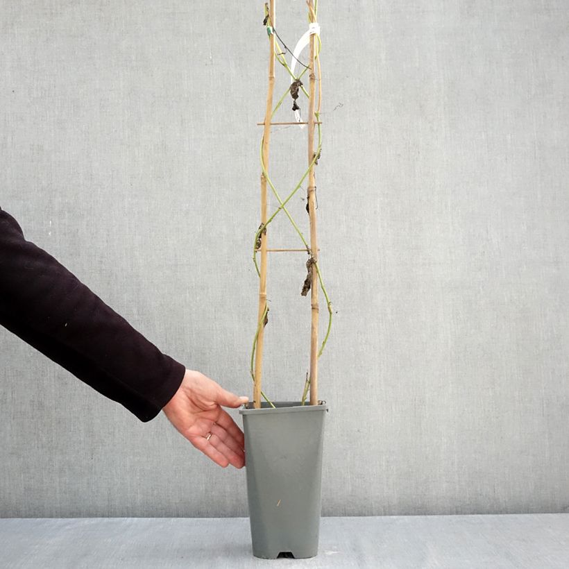 Amostra de Maracujá Eia popeia Vaso de 1 L/1,5 L tal como entregue no outono