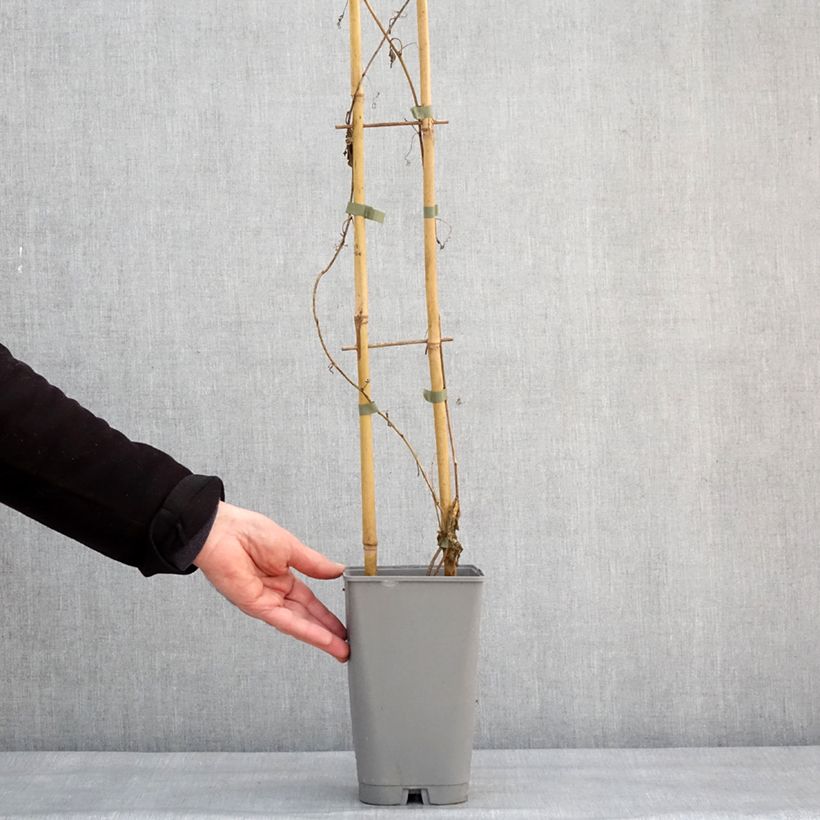 Amostra de Maracujá Eia popeia Vaso de 2 L/3 L tal como entregue no inverno