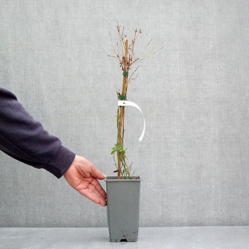 Amostra de Passiflore Fata Confetto - Passiflora x incarnata Pot de 1,5L/2L tal como entregue na primavera