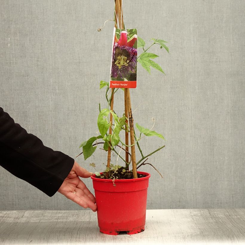 Amostra de Maracujá Marijke Vaso de 2 L/3 L tal como entregue no outono