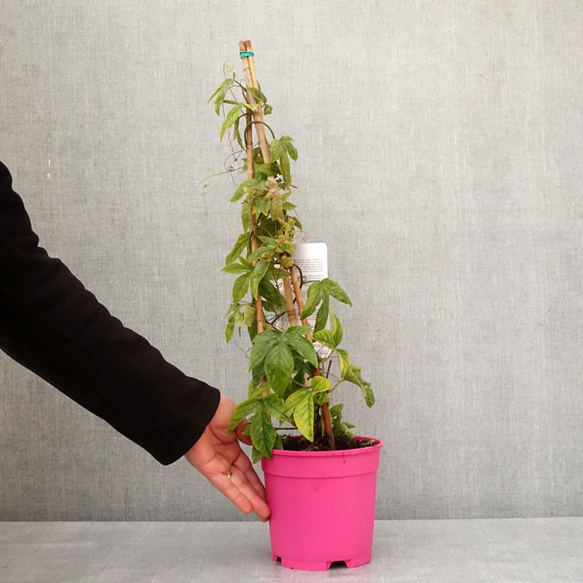 Amostra de Passiflore Michael - Fleur de la Passion Pot de 2L/3L tal como entregue no inverno