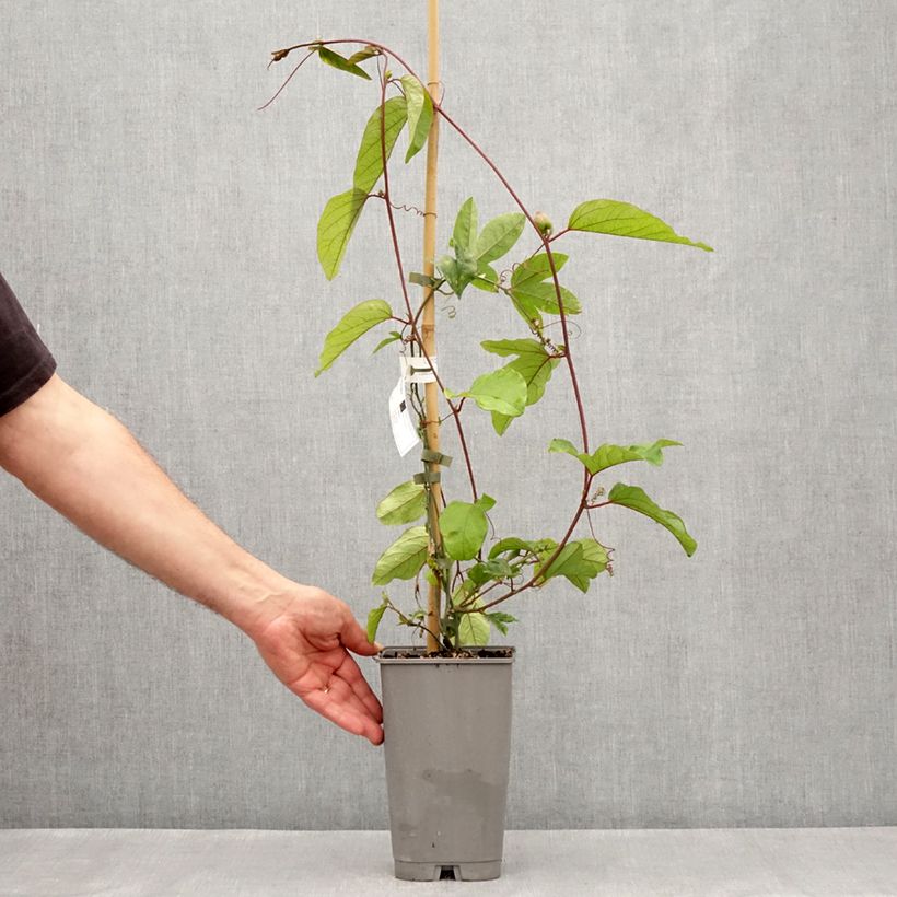 Amostra de Passiflore - Passiflora Impératrice Eugénie Vaso de 3 L/4 L tal como entregue na primavera