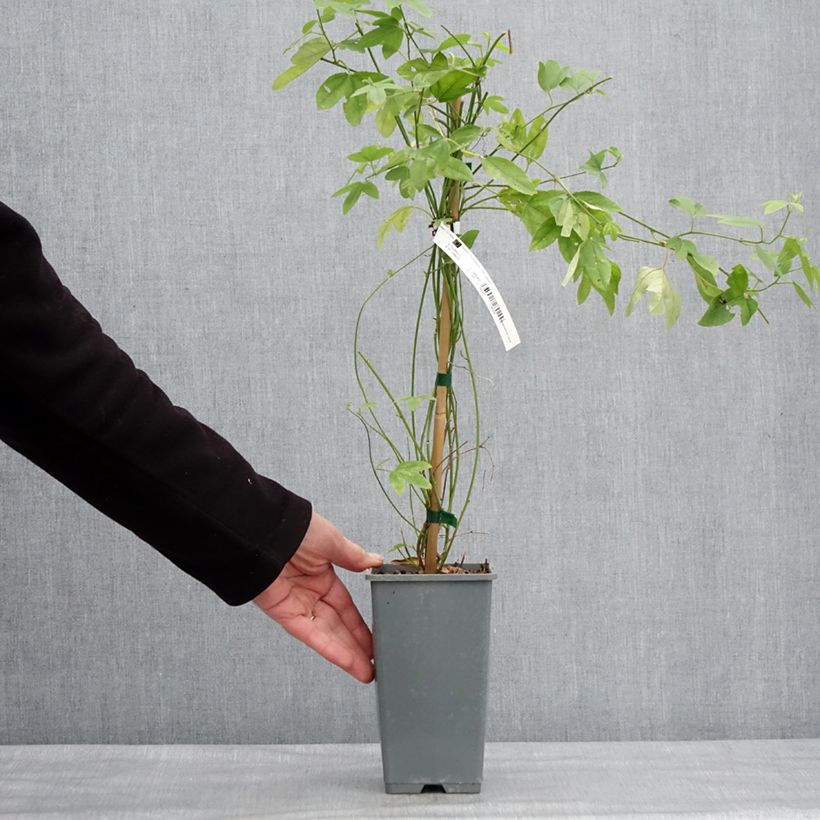 Amostra de Passiflore - Passiflora (x) exoniensis Vaso de 1,5 L/2 L tal como entregue no inverno