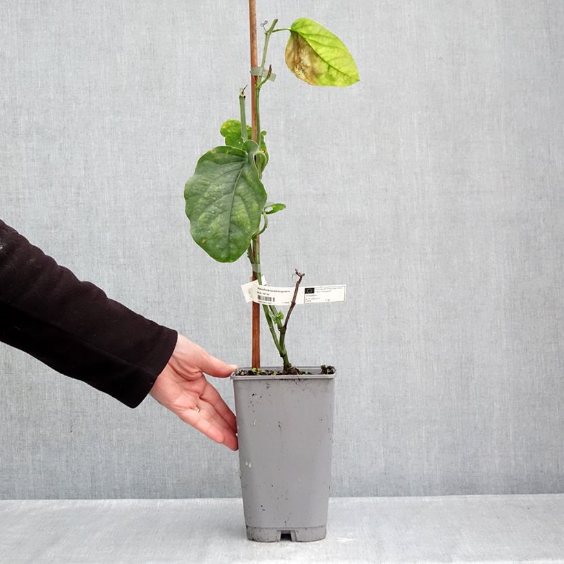 Amostra de Passiflora quadrangularis - Maracujá-gigante Vaso de 3 L/4 L tal como entregue no outono