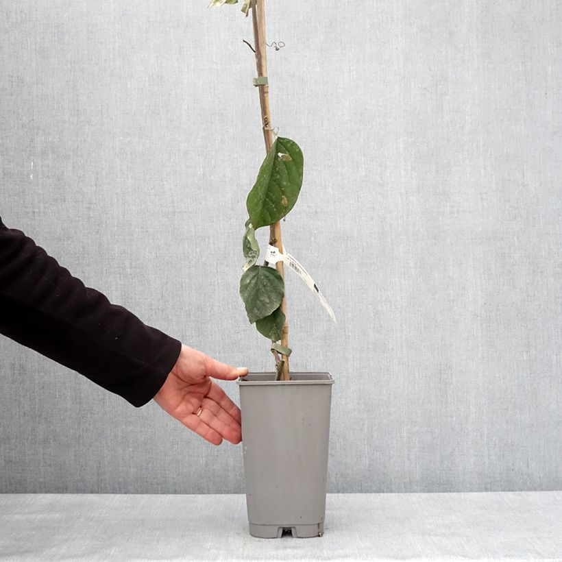 Amostra de Passiflora quadrangularis - Maracujá-gigante Vaso de 3 L/4 L tal como entregue no inverno