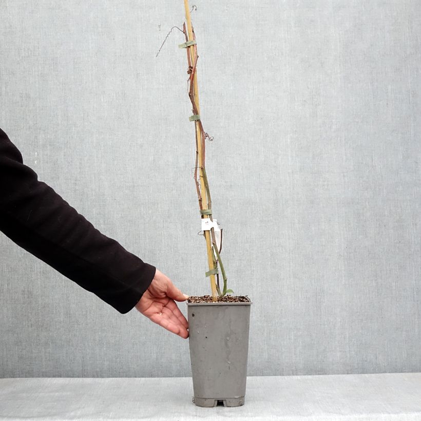 Amostra de Passiflora quadrangularis - Maracujá-gigante Vaso de 3 L/4 L tal como entregue na primavera