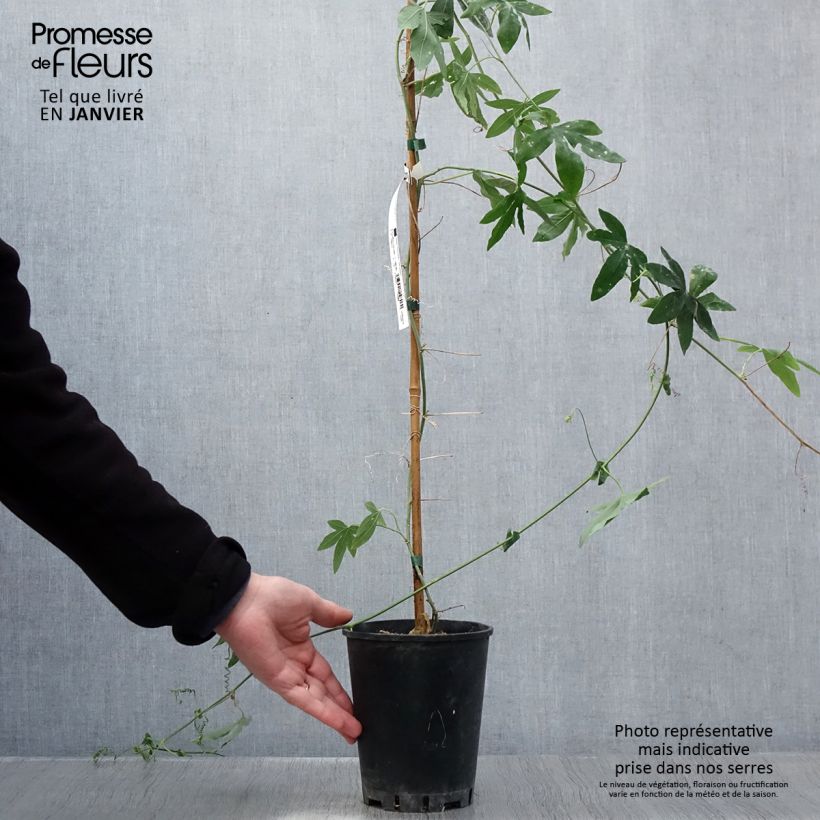 Amostra de Passiflore Snow Queen - Fleur de la Passion Vaso de 2 L/3 L tal como entregue no inverno