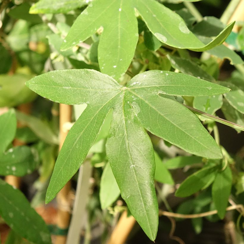 Passiflora Snow Queen (Folhagem)