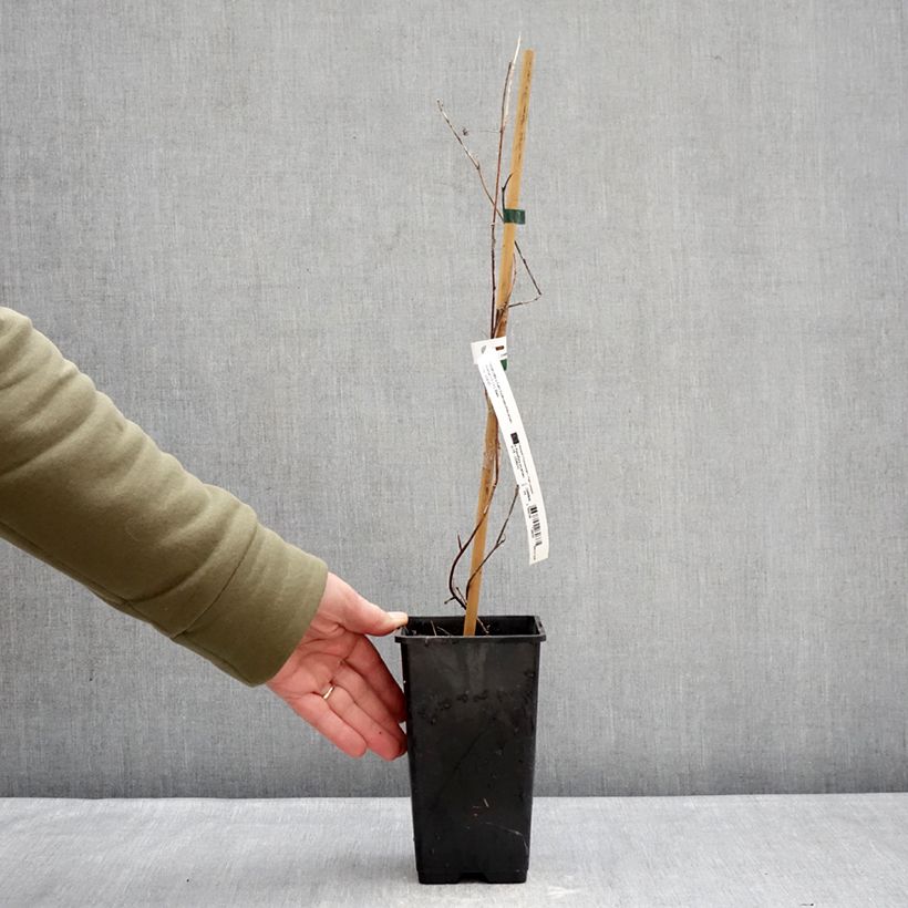 Amostra de Passiflora × incarnata Snow Star Vaso de 1,5 L/2 L tal como entregue no inverno