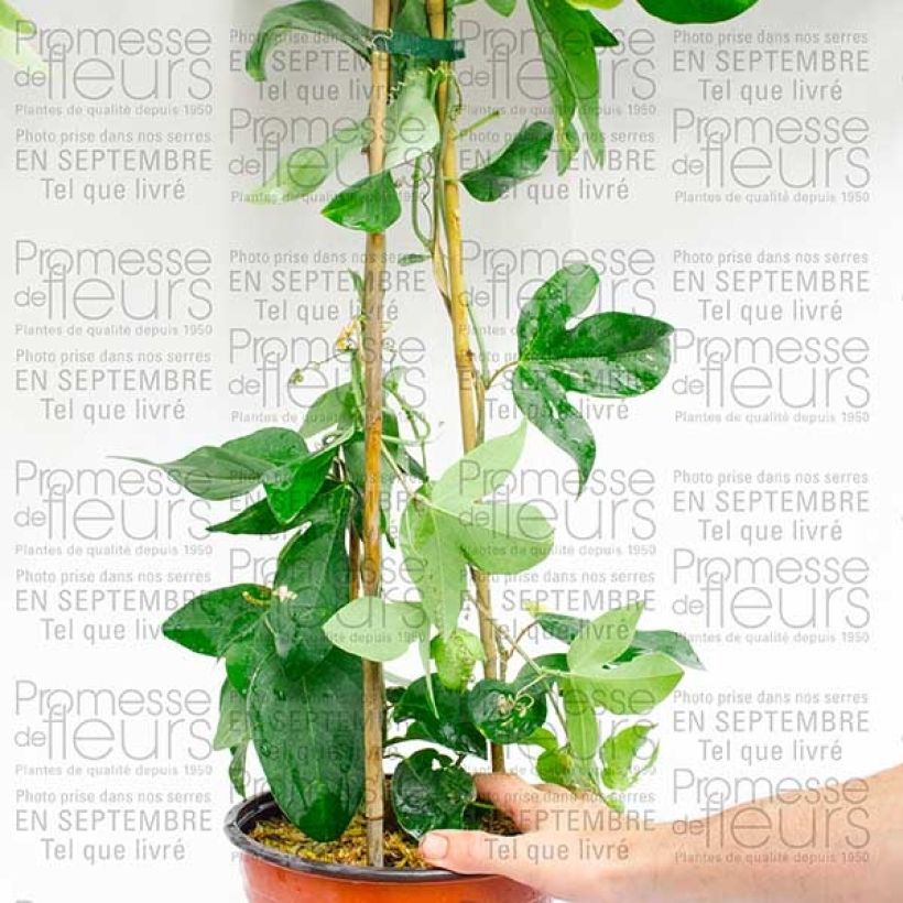 Exemplo de amostra de Passiflore Perfume Passion Vaso de 2 L/3 L tal como entregue