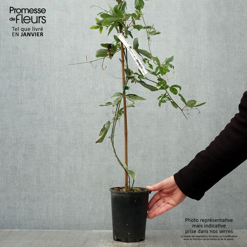 Amostra de Maracujá Damsel's Delight Vaso de 2 L/3 L tal como entregue no inverno