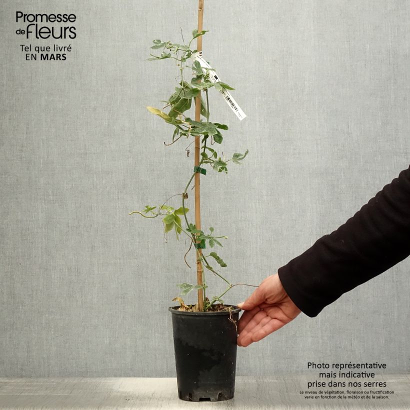 Amostra de Maracujá Damsel's Delight Vaso de 2 L/3 L tal como entregue na primavera