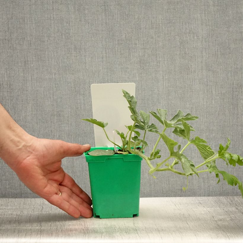 Amostra de Melancia Ingrid F1 plantas jovens enxertadas Vaso de 10 cm/11 cm tal como entregue na primavera