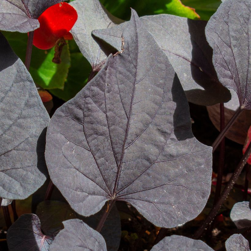 Batata-doce Sakura plantas jovens (Folhagem)
