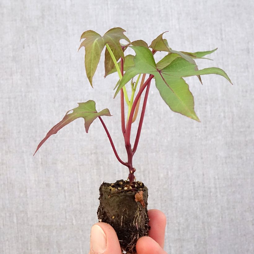 Amostra de Patate douce Sakura en plants Mini-motte Ø 3/4 cm tal como entregue na primavera