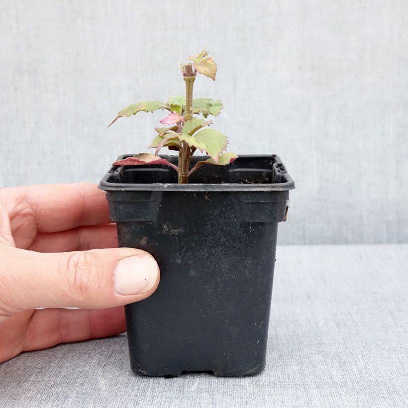 Amostra de Patchouli - Pogostemon cablin Vaso de 8/9 cm tal como entregue na primavera