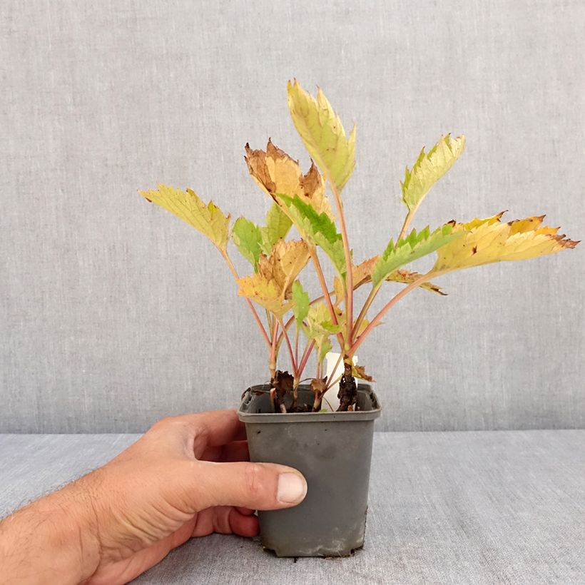 Amostra de Patrinia gibbosa Vaso de 8/9 cm tal como entregue no verão