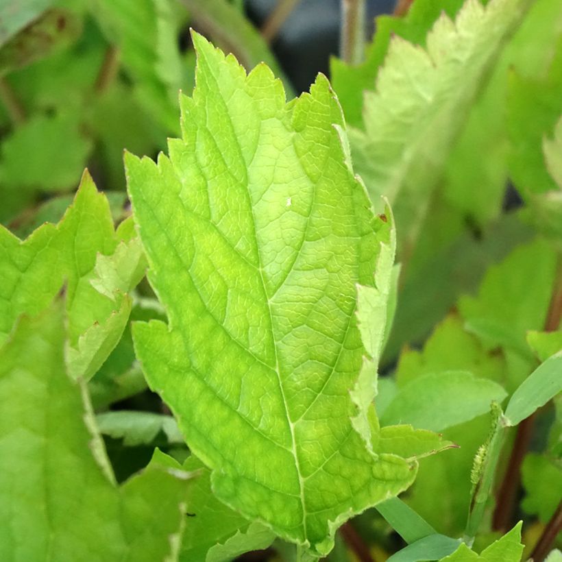 Patrinia gibbosa (Folhagem)