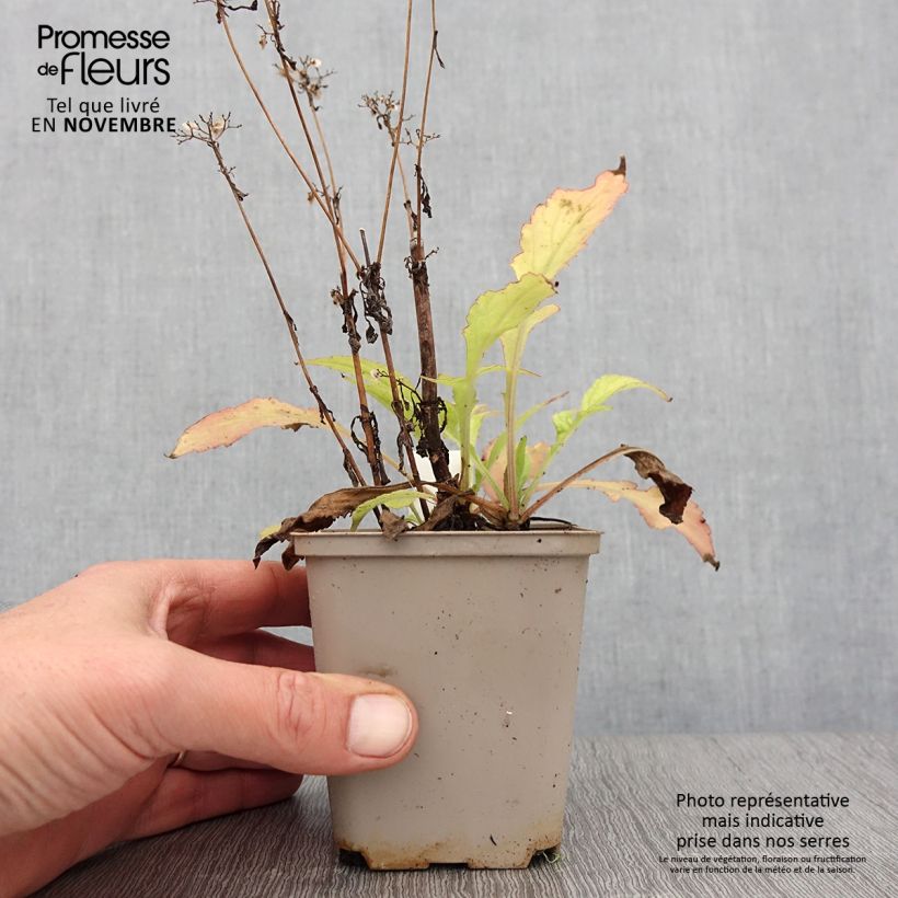 Amostra de Patrinia monandra Vaso de 8/9 cm tal como entregue no outono