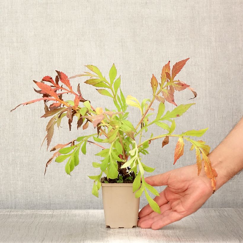 Amostra de Patrinia monandra Vaso de 8/9 cm tal como entregue no verão
