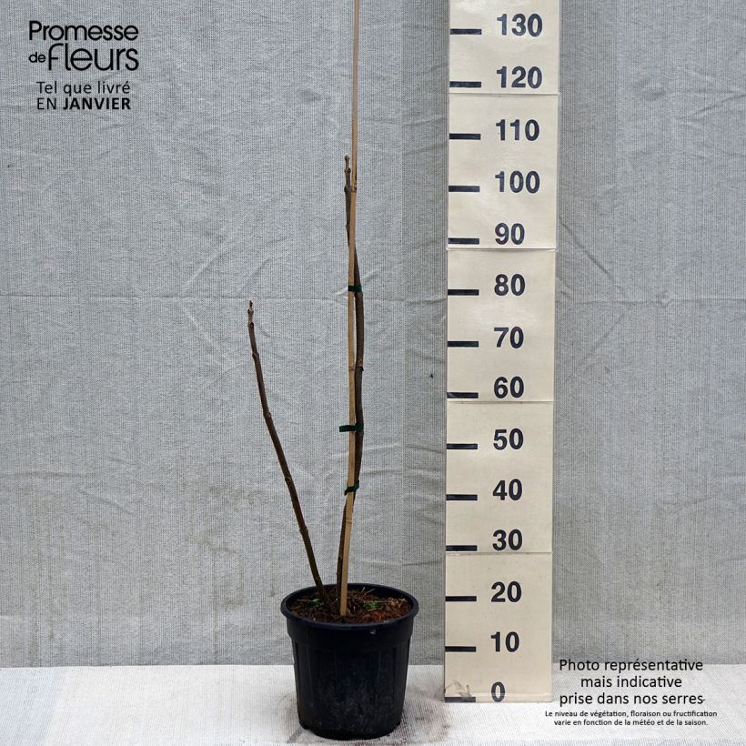 Amostra de Paulownia elongata - Arbre impérial Vaso de 7,5 L/10 L tal como entregue no inverno