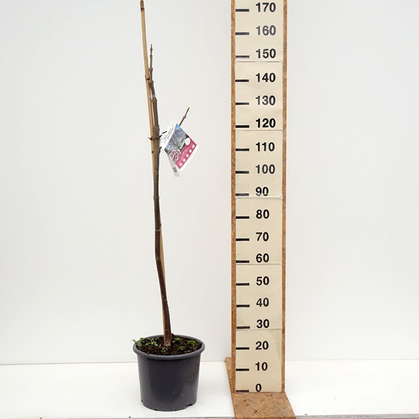 Amostra de Paulownia fortunei April Light Vaso de 12 L/15 L, Brasão tal como entregue no outono