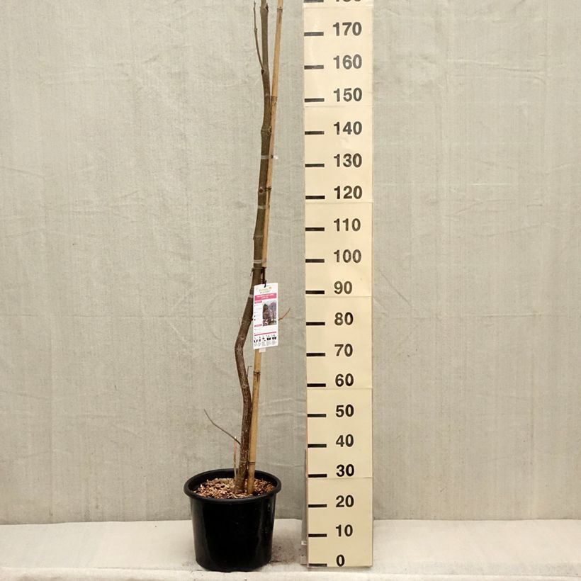 Amostra de Paulownia fortunei April Light - Arbre du dragon Vaso de 12 L/15 L tal como entregue na primavera