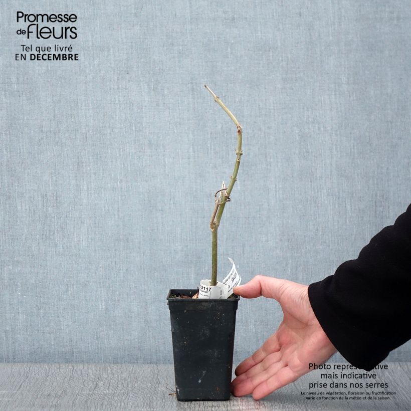 Amostra de Paulownia fortunei April Light Vaso de 1 L/1,5 L tal como entregue no outono
