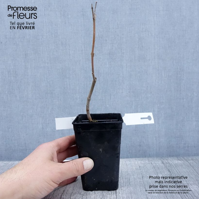 Amostra de Paulownia fortunei April Light - Arbre du dragon Vaso de 1 L/1,5 L tal como entregue no inverno