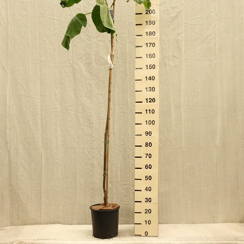 Amostra de Paulownia fortunei Fast Blue Minfast Vaso de 12 L/15 L tal como entregue no outono