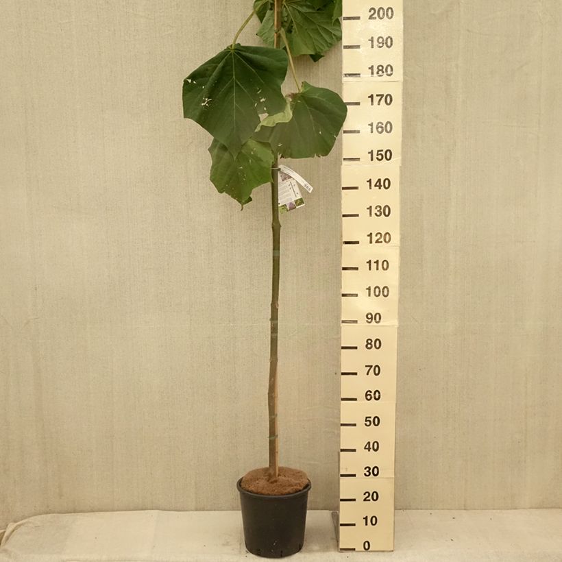 Amostra de Paulownia fortunei Fast Blue Minfast Vaso de 12 L/15 L tal como entregue no verão