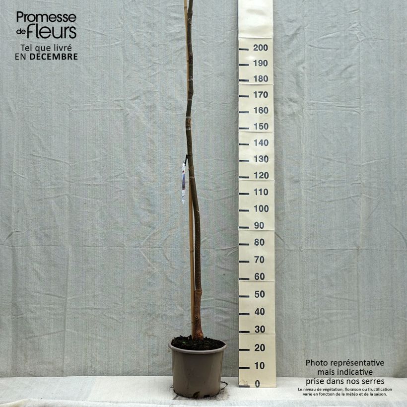 Amostra de Paulownia fortunei Fast Blue Vaso de 12 L/15 L tal como entregue no inverno