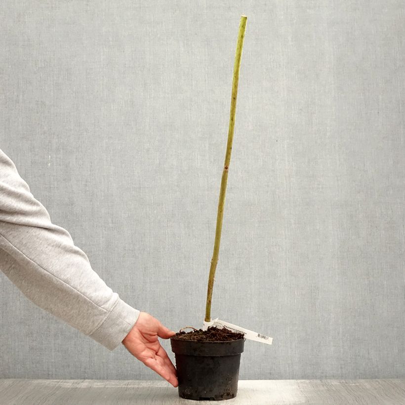 Amostra de Paulownia tomentosa - Paulónia Vaso de 2 L/3 L tal como entregue no outono
