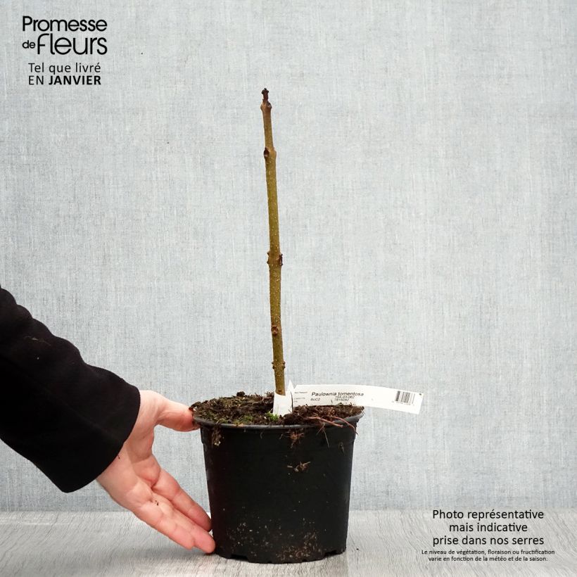 Amostra de Paulownia tomentosa - Paulónia Vaso de 2 L/3 L tal como entregue no inverno
