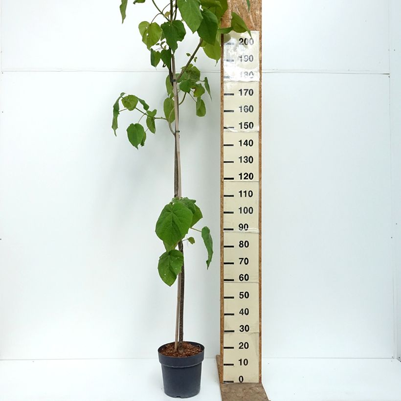Amostra de Paulownia tomentosa - Paulónia Vaso de 7,5 L/10 L tal como entregue no verão