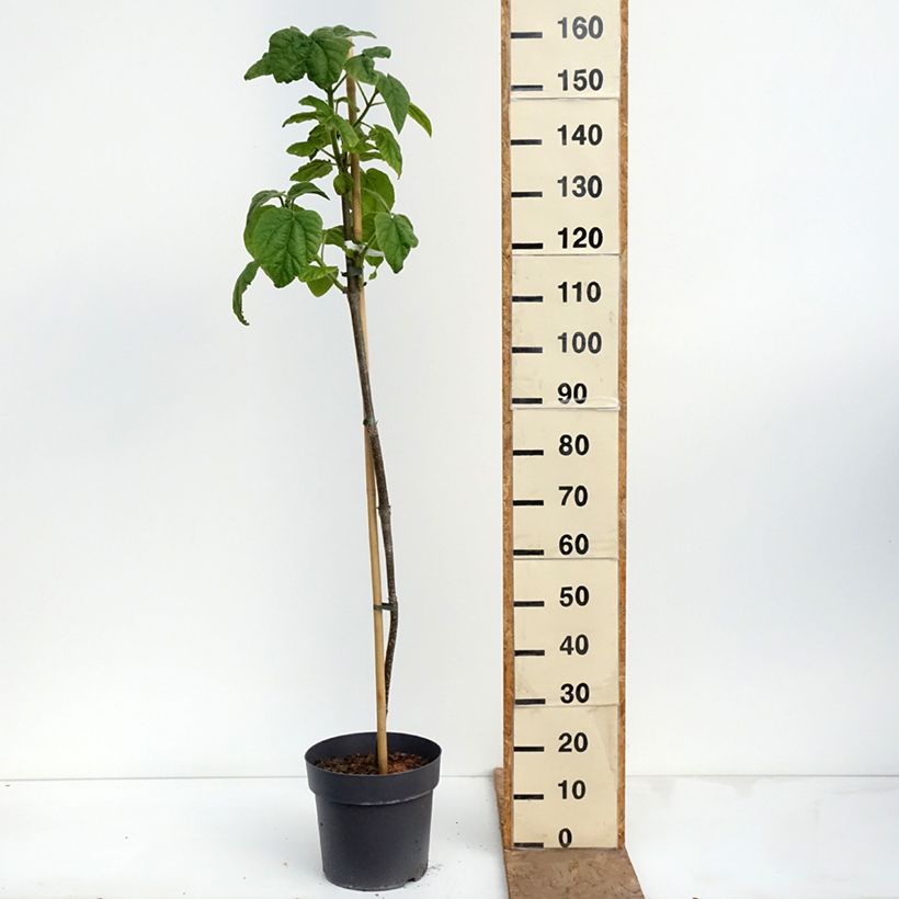 Amostra de Paulownia tomentosa - Paulónia Vaso de 7,5 L/10 L tal como entregue na primavera