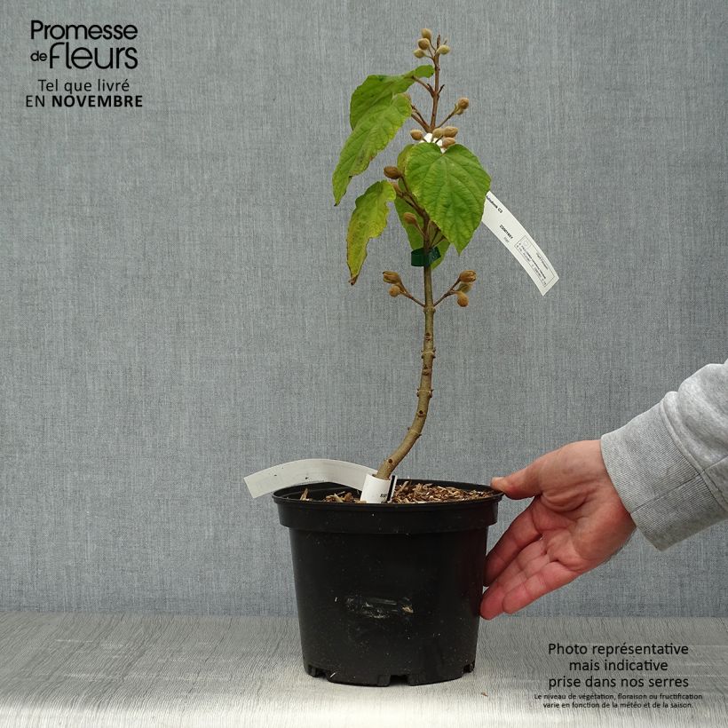 Amostra de Paulownia tomentosa Hulsdonk Vaso de 3 L/4 L tal como entregue no outono
