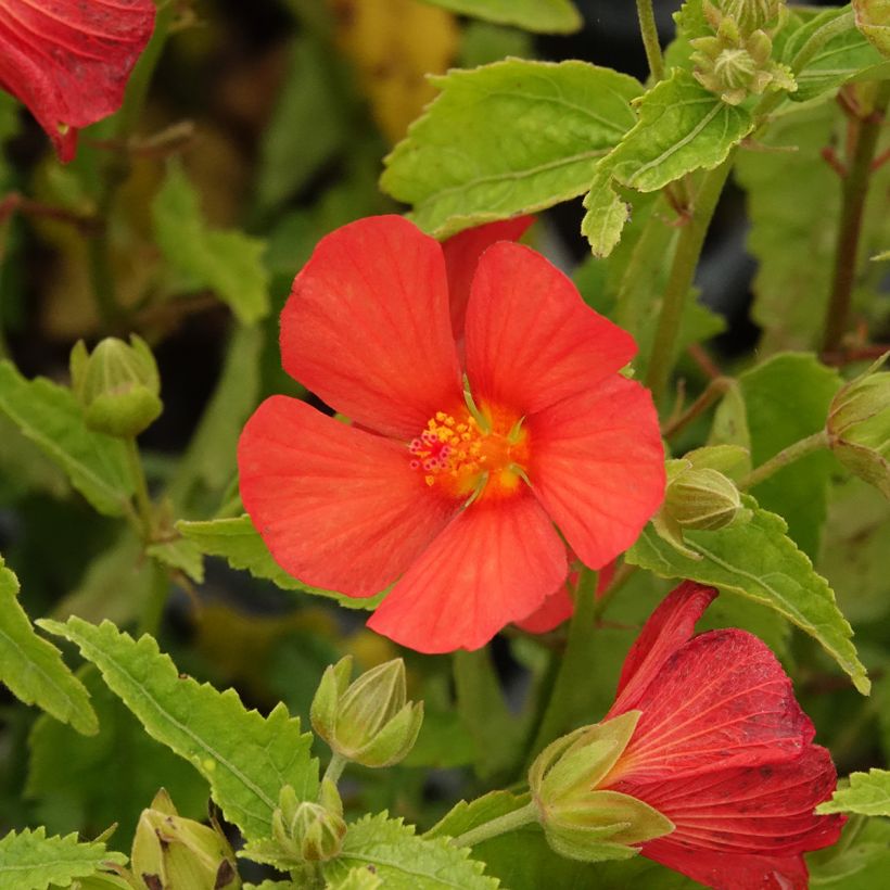 Pavonia Flamboyant (Floração)