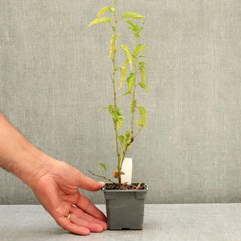 Amostra de Pavonia Flamboyant Vaso de 8/9 cm tal como entregue no verão