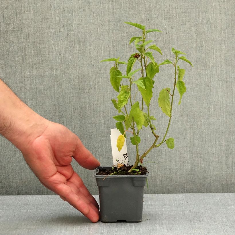 Amostra de Pavonia Flamboyant Vaso de 8/9 cm tal como entregue na primavera