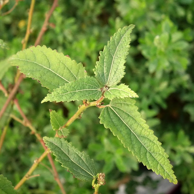 Pavonia Flamboyant (Folhagem)
