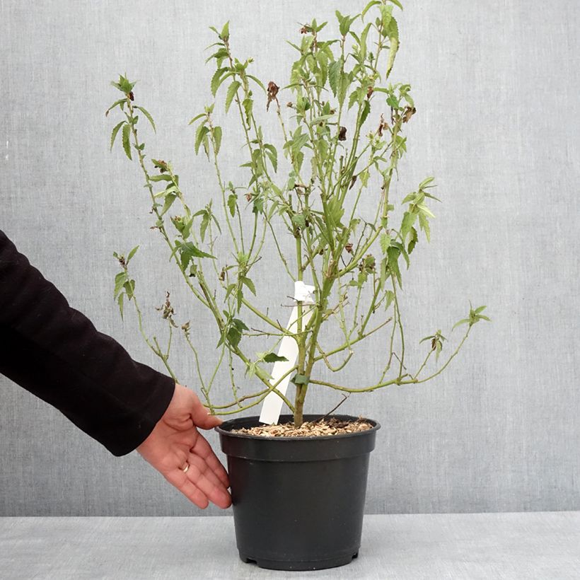 Amostra de Pavonia Flamboyant - Pavonie Pot de 4L/5L tal como entregue no inverno