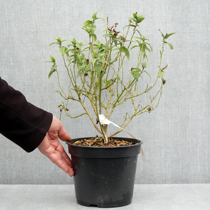 Amostra de Pavonia Flamboyant Vaso de 4 L/5 L tal como entregue na primavera