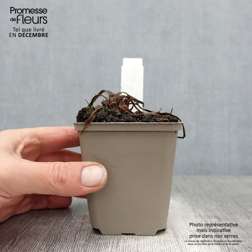 Amostra de Pavot bleu de l'Himalaya - Meconopsis betonicifolia Alba Vaso de 8/9 cm tal como entregue no inverno