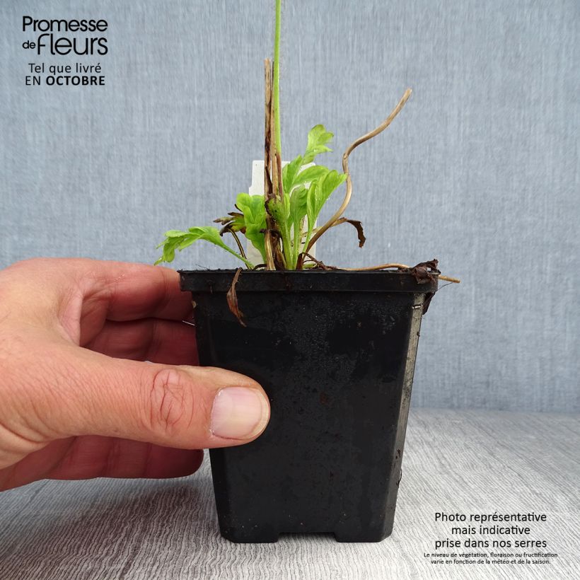 Amostra de Pavot d'Islande - Papaver nudicaule Champagne Bubbles Mix Godet de 8/9 cm tal como entregue no outono
