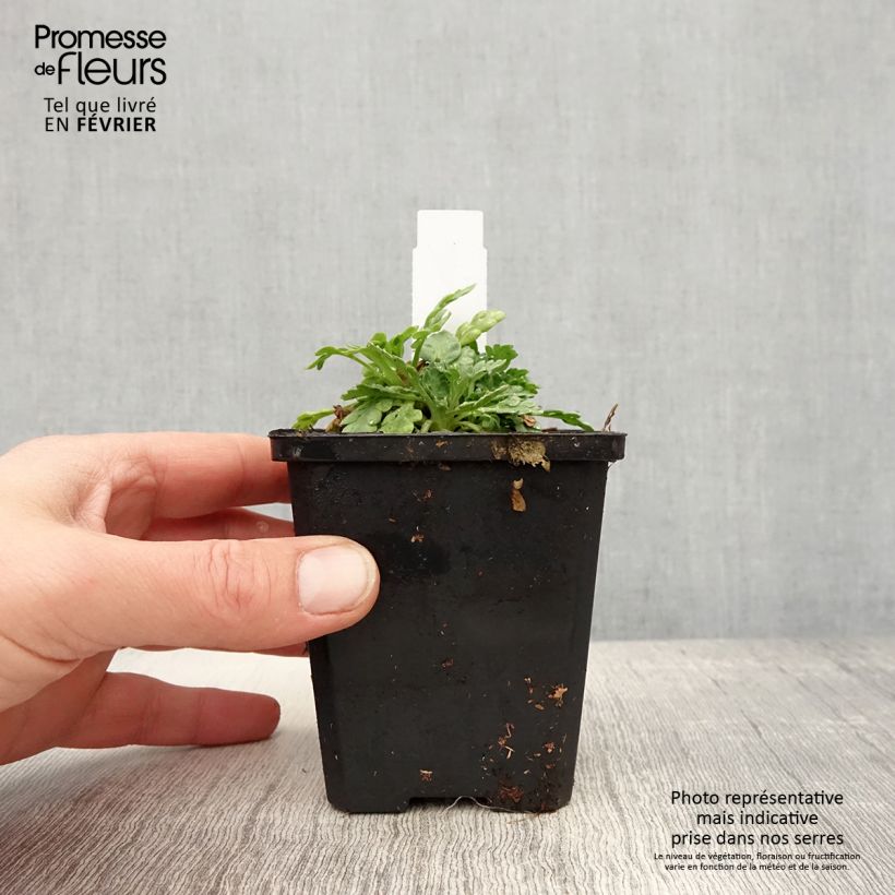 Amostra de Papoila-da-islândia Champagne Bubbles Mix Vaso de 8/9 cm tal como entregue no inverno