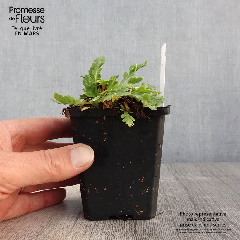 Amostra de Papoila-da-islândia Champagne Bubbles Mix Vaso de 8/9 cm tal como entregue na primavera